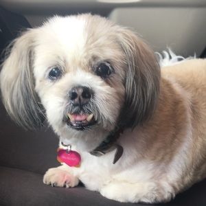 Meet your Posher, Molly